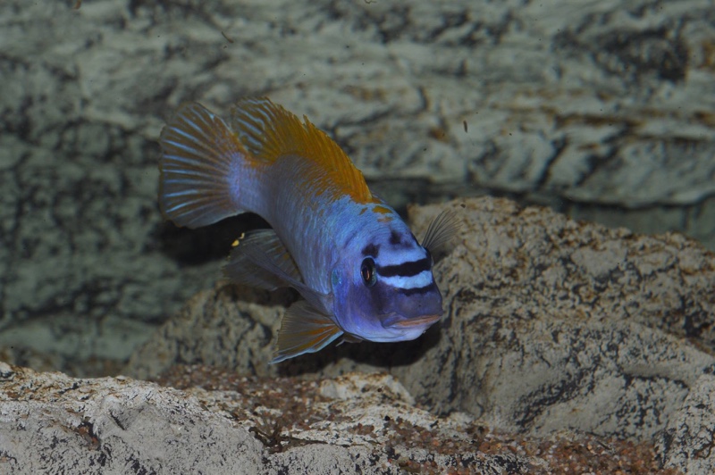 Labeotropheus trewavasae 'Zimbawe Rock'